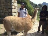 Lama au Machu Picchu