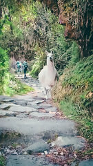 Chemin Inca