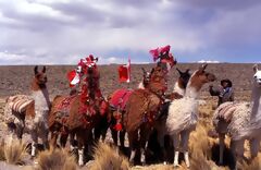 Lamas